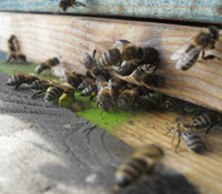Bienen am Einflugloch