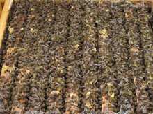bienen im tierpark